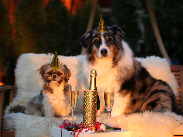 Entspanntes Silvester im Harz – Böllerarm & Hundefreundlich in Goslar, Niedersachsen Halbpension Unkategorisiert online kaufen Entspanntes Silvester im Harz – Böllerarm & Hundefreundlich in Goslar, Niedersachsen Halbpension Unkategorisiert online kaufen